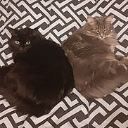 Chanelle Lilou participe au concours pour gagner de l'argent avec cette photo : cat, cats, feline, pet, animal, black_cat, gray_cat, fluffy, fur, resting, bed, blanket, patterned, indoor, two_animals, cute, eyes, whiskers, relaxed, companion