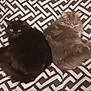cat, cats, feline, pet, animal, black_cat, gray_cat, fluffy, fur, resting, bed, blanket, patterned, indoor, two_animals, cute, eyes, whiskers, relaxed, companion