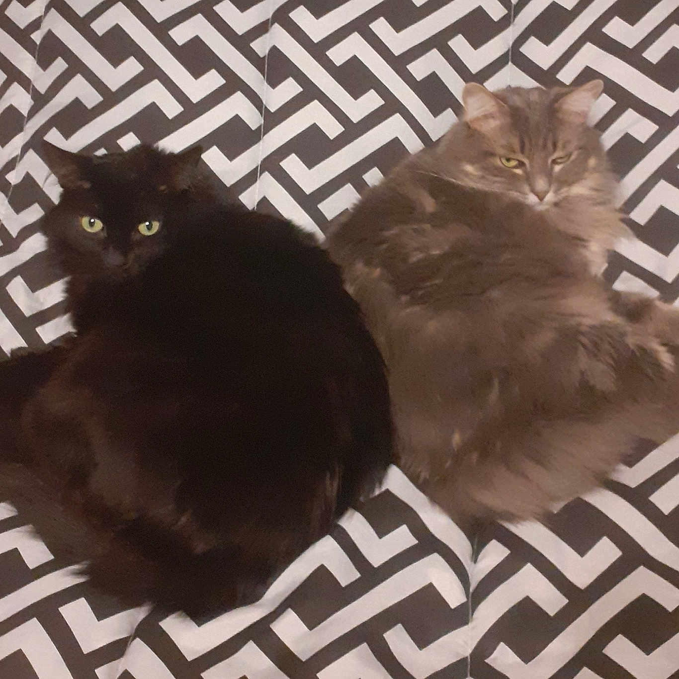 Chanelle Lilou participe au concours pour gagner de l'argent avec cette photo : animal, bed, black_cat, blanket, cat, cats, companion, cute, eyes, feline, fluffy, fur, gray_cat, indoor, patterned, pet, relaxed, resting, two_animals, whiskers