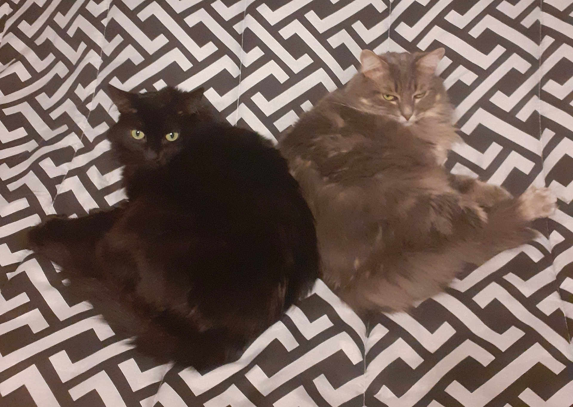 Chanelle Lilou participe au concours pour gagner de l'argent avec cette photo : cat, cats, feline, pet, animal, black_cat, gray_cat, fluffy, fur, resting, bed, blanket, patterned, indoor, two_animals, cute, eyes, whiskers, relaxed, companion