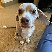 Gus is registered to the contest to win money with this photo: dog, indoor, carpet, brown, beige, pet, animal, floor, ears, eyes, portrait, canine, looking, closeup, home, furniture, cardboard_box, tail, snout, curious