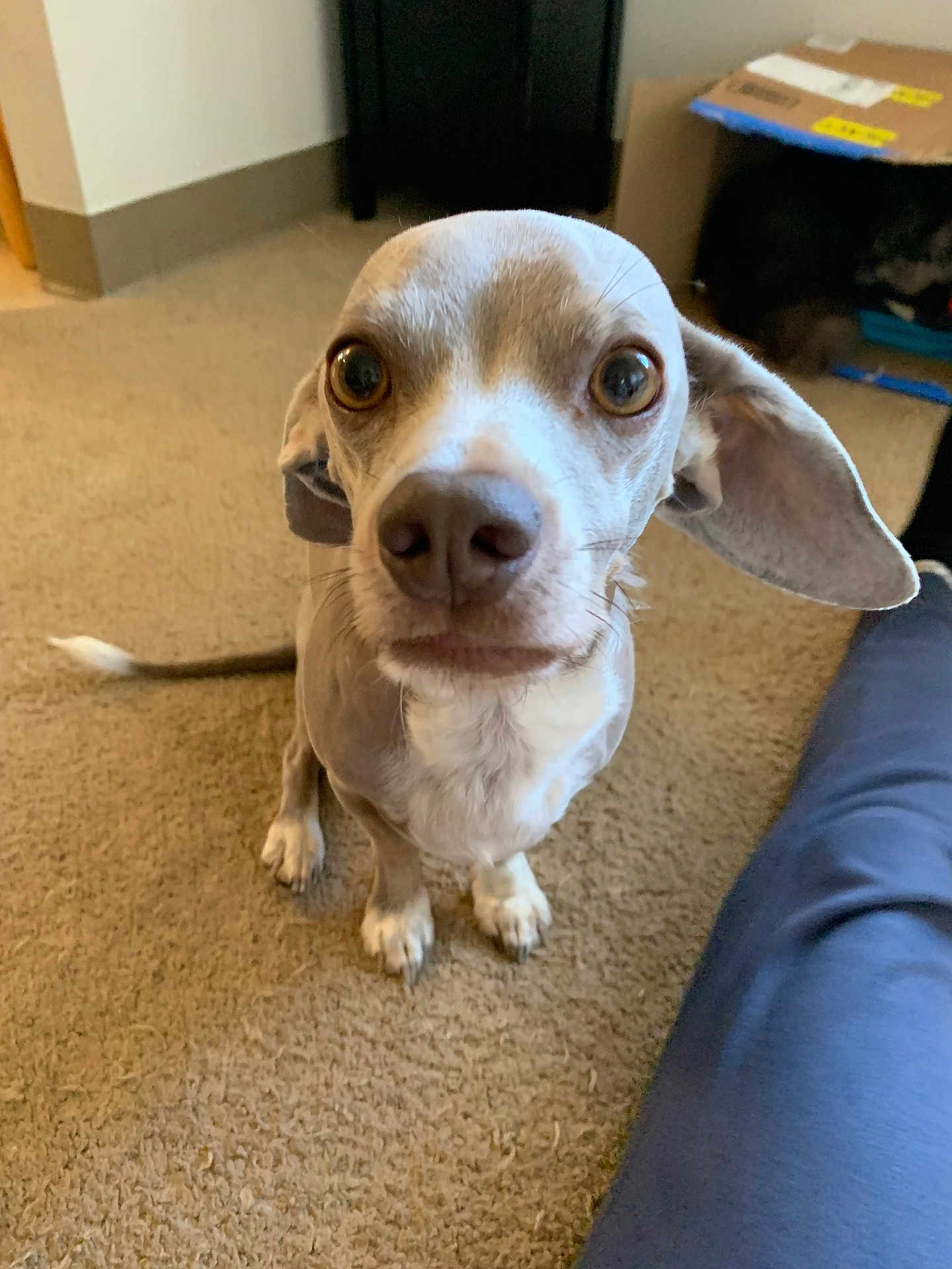 Gus is registered to the contest to win money with this photo: dog, indoor, carpet, brown, beige, pet, animal, floor, ears, eyes, portrait, canine, looking, closeup, home, furniture, cardboard_box, tail, snout, curious