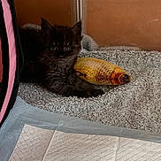 Bagheera is registered to the contest to win money with this photo: kitten, cat, toy_fish, blanket, blue_eyes, indoor, pet, cute, furry, animal, small, cozy, resting, soft_texture, brown_background, closeup, comfort, domestic, young, playful