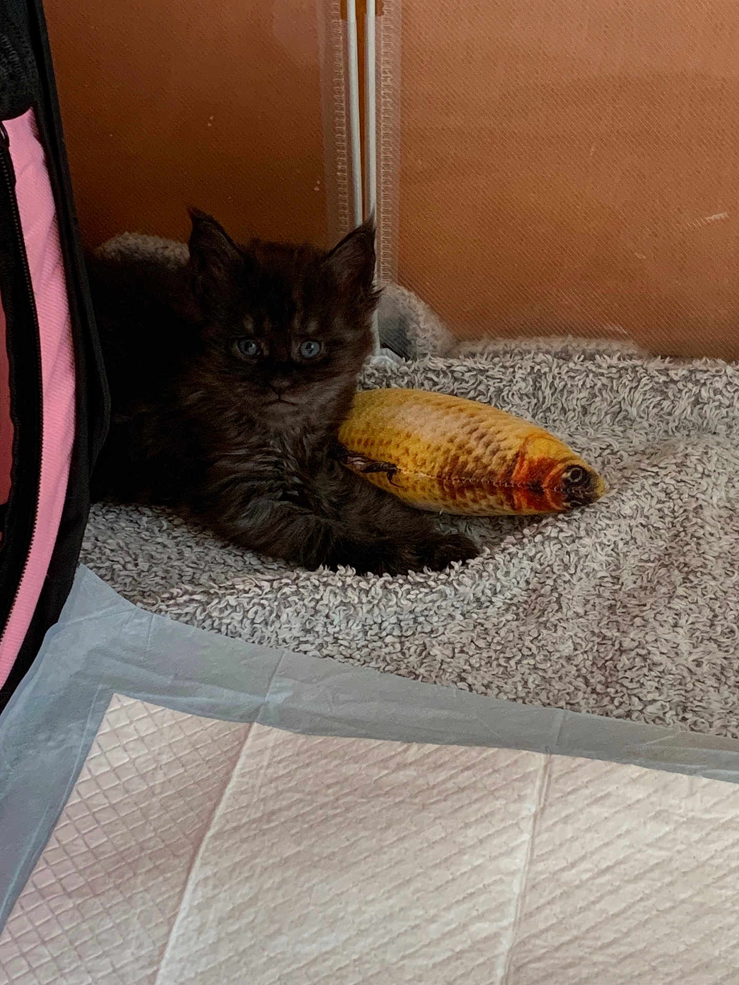 Bagheera