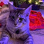 Ollie joined the competition — help win amazing prizes! animal, carpet, cat, christmas_tree, collar, cozy, decorations, ears, feline, festive, floor, gray_cat, holiday_lights, home, indoor, mammal, pet, relaxed, tabby, whiskers