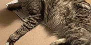 Ollie joined the competition — help win amazing prizes! beige_surface, cat, curious, domestic_animal, ears, feline, fluffy, gray_cat, indoor, lying_down, mammal, papers, paw, pet, phone, relaxed, small_object, tabby, tail, whiskers