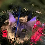 Ollie joined the competition — help win amazing prizes! animal, background, branches, cat, christmas_tree, closeup, curious, decorations, eyes, feline, festive, green, holiday, indoor, lighting, ornaments, pet, playful, red, tree