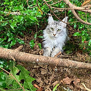 Ollie is registered to the contest to win money with this photo: cat, animal, fluffy, tufted_ears, green_leaves, twigs, branches, forest_floor, nature, outdoor, wild, feline, pet, resting, camouflage, mammal, leaf_litter, eyes, fur, closeup