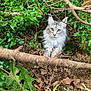 cat, animal, fluffy, tufted_ears, green_leaves, twigs, branches, forest_floor, nature, outdoor, wild, feline, pet, resting, camouflage, mammal, leaf_litter, eyes, fur, closeup