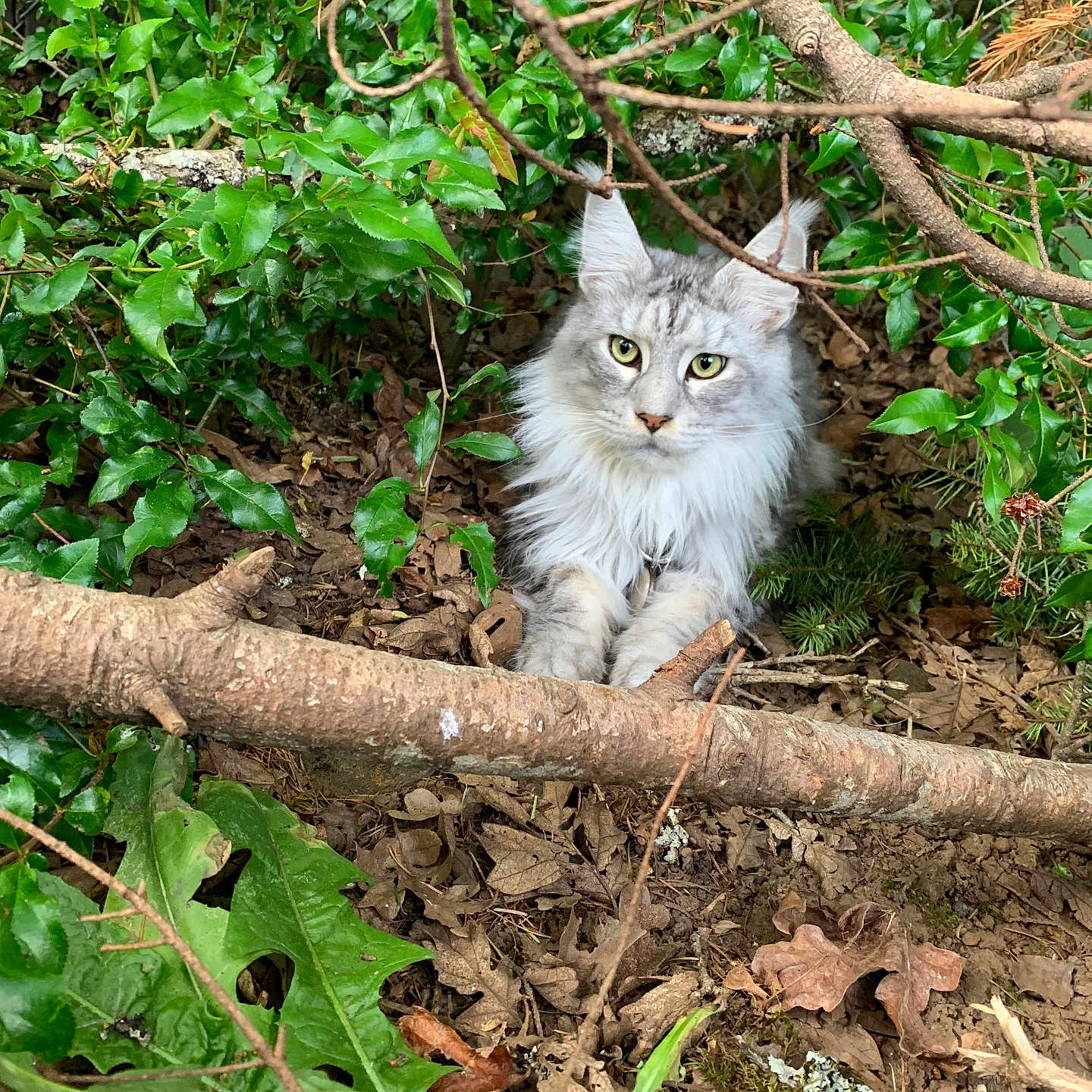 Ollie is registered to the contest to win money with this photo: animal, branches, camouflage, cat, closeup, eyes, feline, fluffy, forest_floor, fur, green_leaves, leaf_litter, mammal, nature, outdoor, pet, resting, tufted_ears, twigs, wild