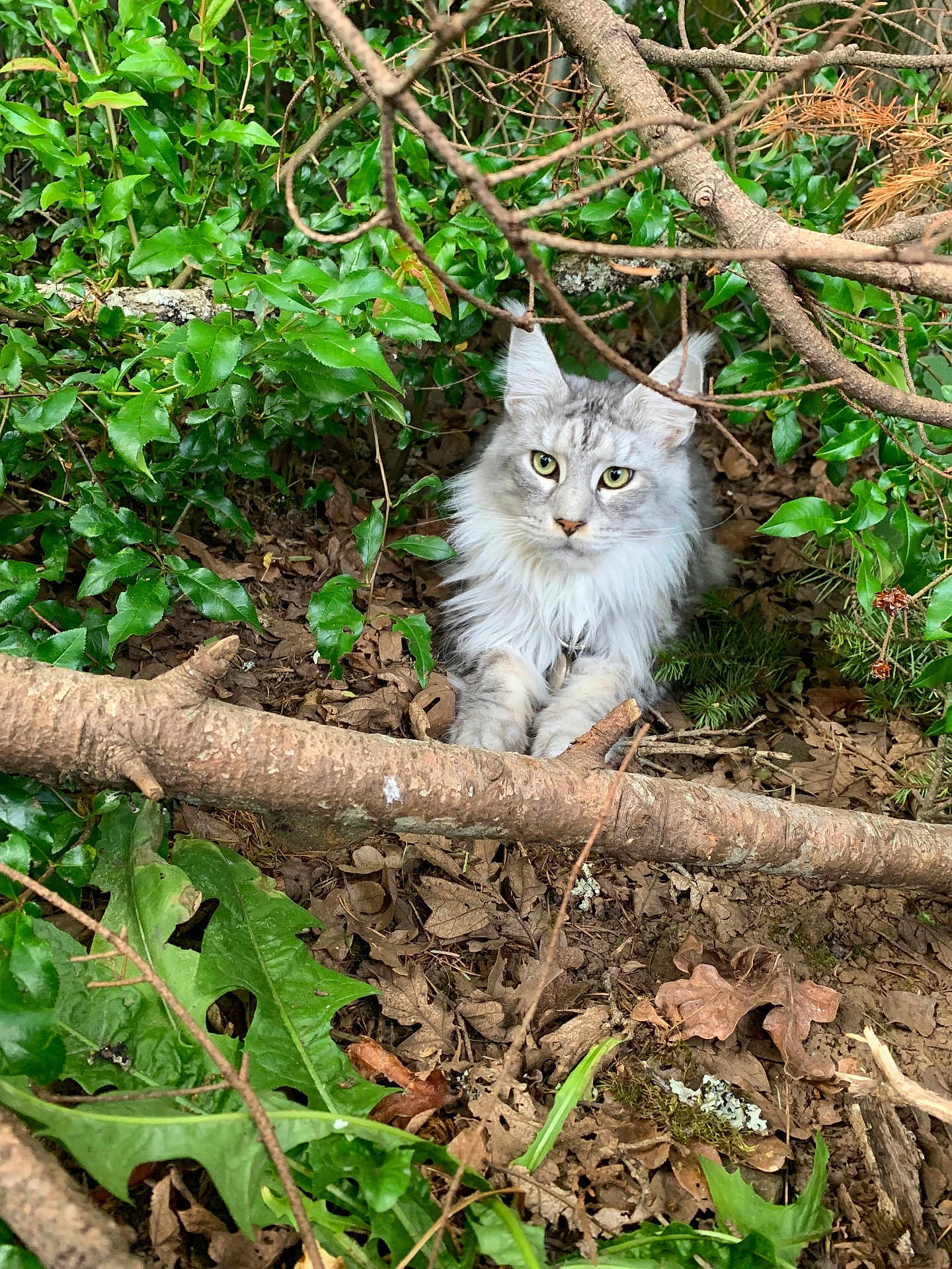 Ollie is registered to the contest to win money with this photo: cat, animal, fluffy, tufted_ears, green_leaves, twigs, branches, forest_floor, nature, outdoor, wild, feline, pet, resting, camouflage, mammal, leaf_litter, eyes, fur, closeup