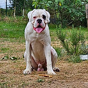 Vectrex a rejoint le concours — aidez-le/la à gagner de superbes lots ! animal, bench, bulldog, canine, cute, daylight, dog, fence, garden, grass, happy, nature, outdoor, pet, plants, playful, portrait, sitting, tongue_out, white_dog
