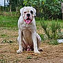 animal, bench, bulldog, canine, cute, daylight, dog, fence, garden, grass, happy, nature, outdoor, pet, plants, playful, portrait, sitting, tongue_out, white_dog