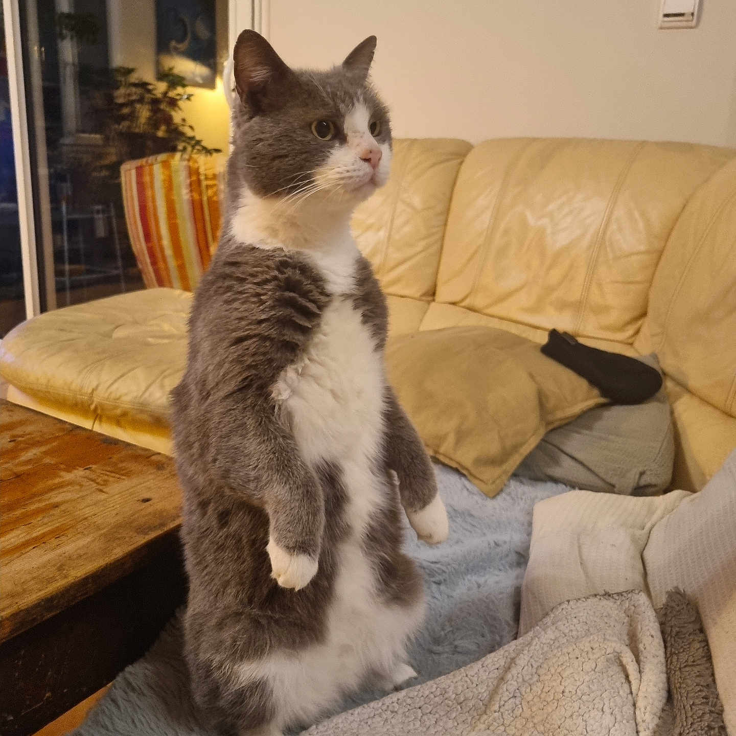 Grisou participe au concours pour gagner de l'argent avec cette photo : animal, architecture, building, cat, chair, couch, cushion, furniture, hardwood, homedecor, indoors, interiordesign, kitten, linen, livingroom, manx, pet, plywood, room, wood