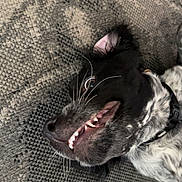 Altaï a rejoint le concours — aidez-le/la à gagner de superbes lots ! animal, black_and_white, canine, carpet, close_up, collar, cute, dog, domestic_animal, ears, fur, happy, indoor, lying_down, pet, playful, smiling, snout, teeth, whiskers