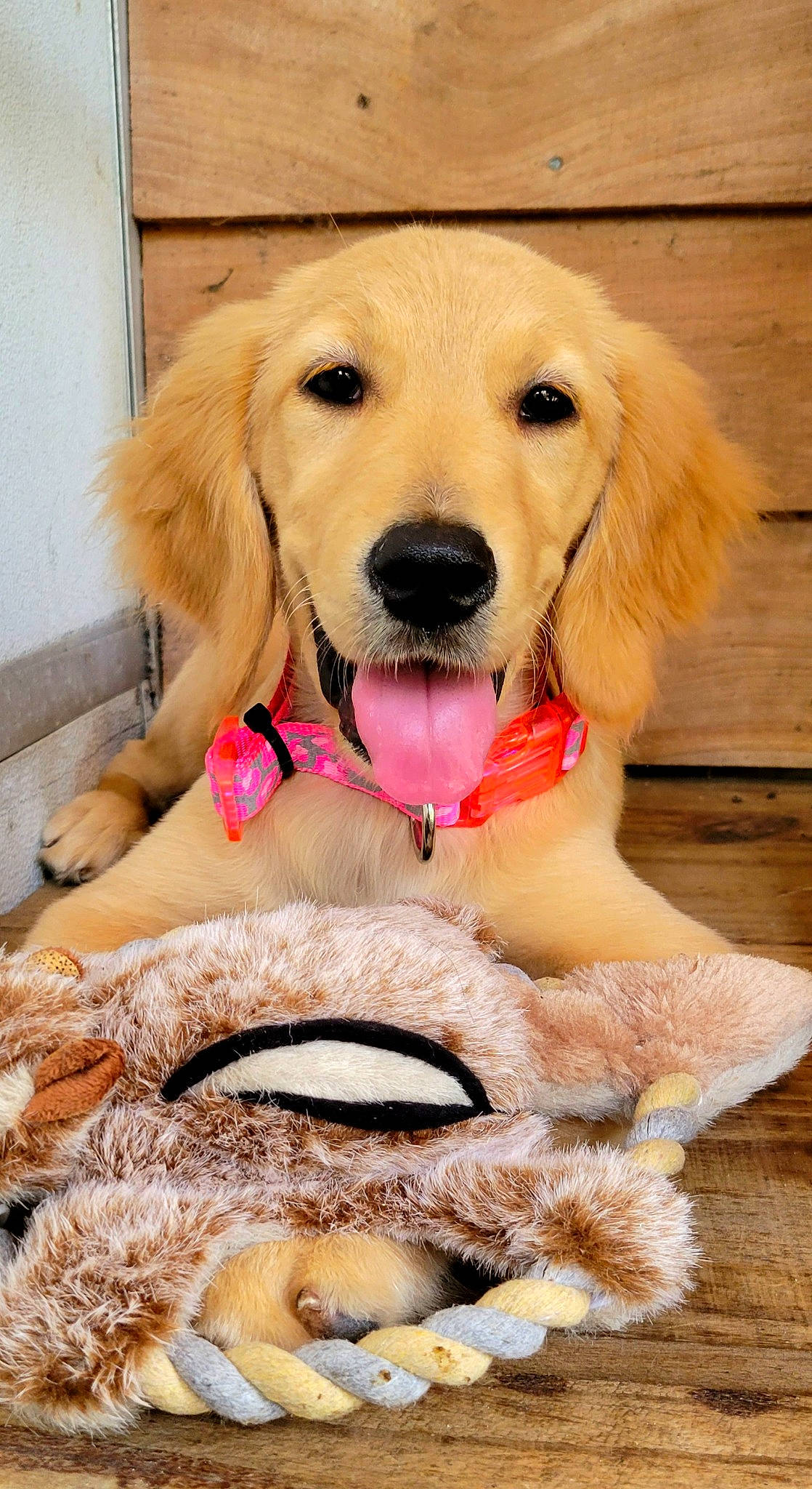 Griffin joined the competition — help win amazing prizes! ball, canidae, carnivore, companion_dog, dog, dog_breed, dog_collar, dog_supply, door, fashion_accessory, fawn, fur, happy, mammal, paw, pet_supply, pink, snout, sporting_group, working_animal