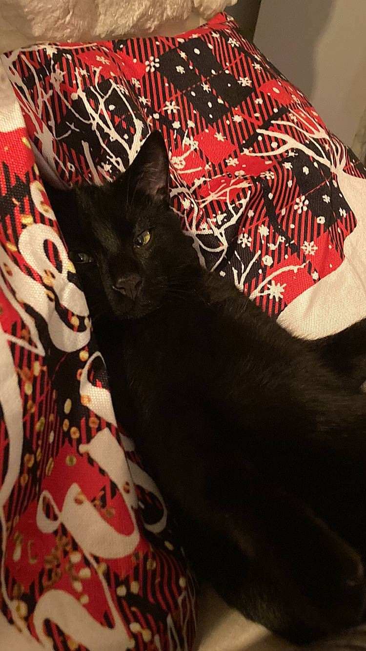 Miaouss a rejoint le concours — aidez-le/la à gagner de superbes lots ! art, bag, black_cat, carmine, carnivore, cat, comfort, fashion_accessory, felidae, fur, linens, pattern, red, sleeve, small_to_medium_sized_cats, t_shirt, tail, tints_and_shades, visual_arts, whiskers