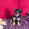 Coco is registered to the contest to win money with this photo: alert, animal, companion, couch, cozy, cute, dog, domestic, fur, home, indoor, pet, puppy, purple_blanket, red_cushion, sitting, small, soft, toy, young