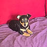 Coco is registered to the contest to win money with this photo: animal, black_and_tan, blanket, canine, couch, cute, dog, domestic_animal, ears, fur, indoor, looking_at_camera, lying_down, pet, puppy, purple_blanket, red_couch, resting, small_dog, young_dog