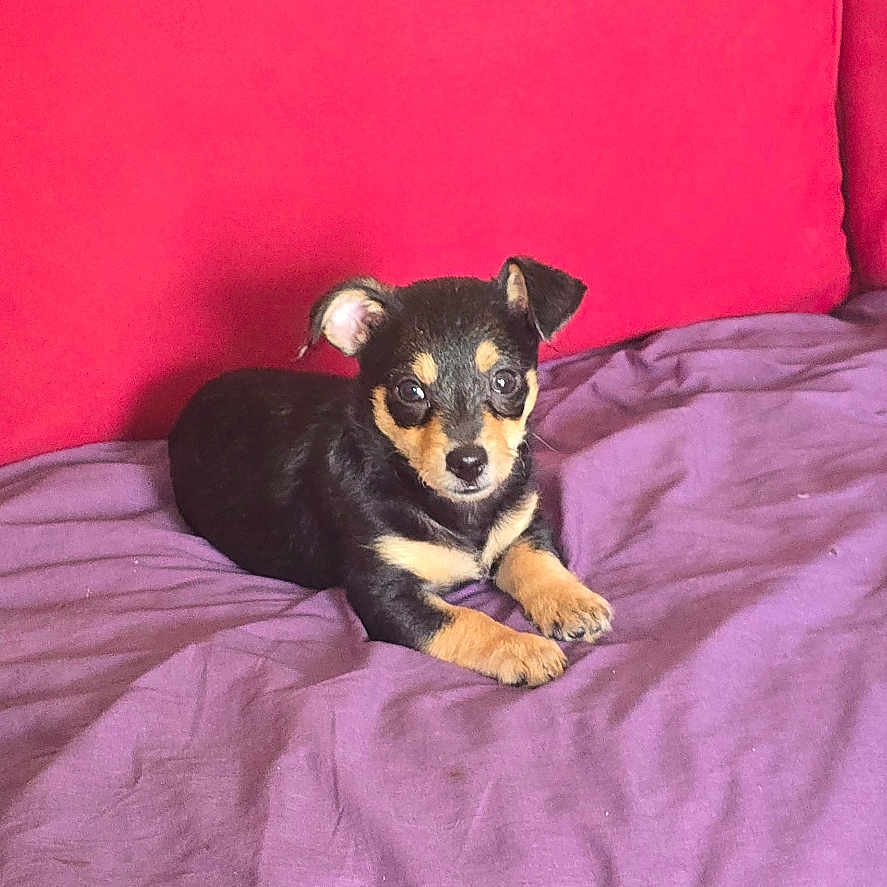 Coco