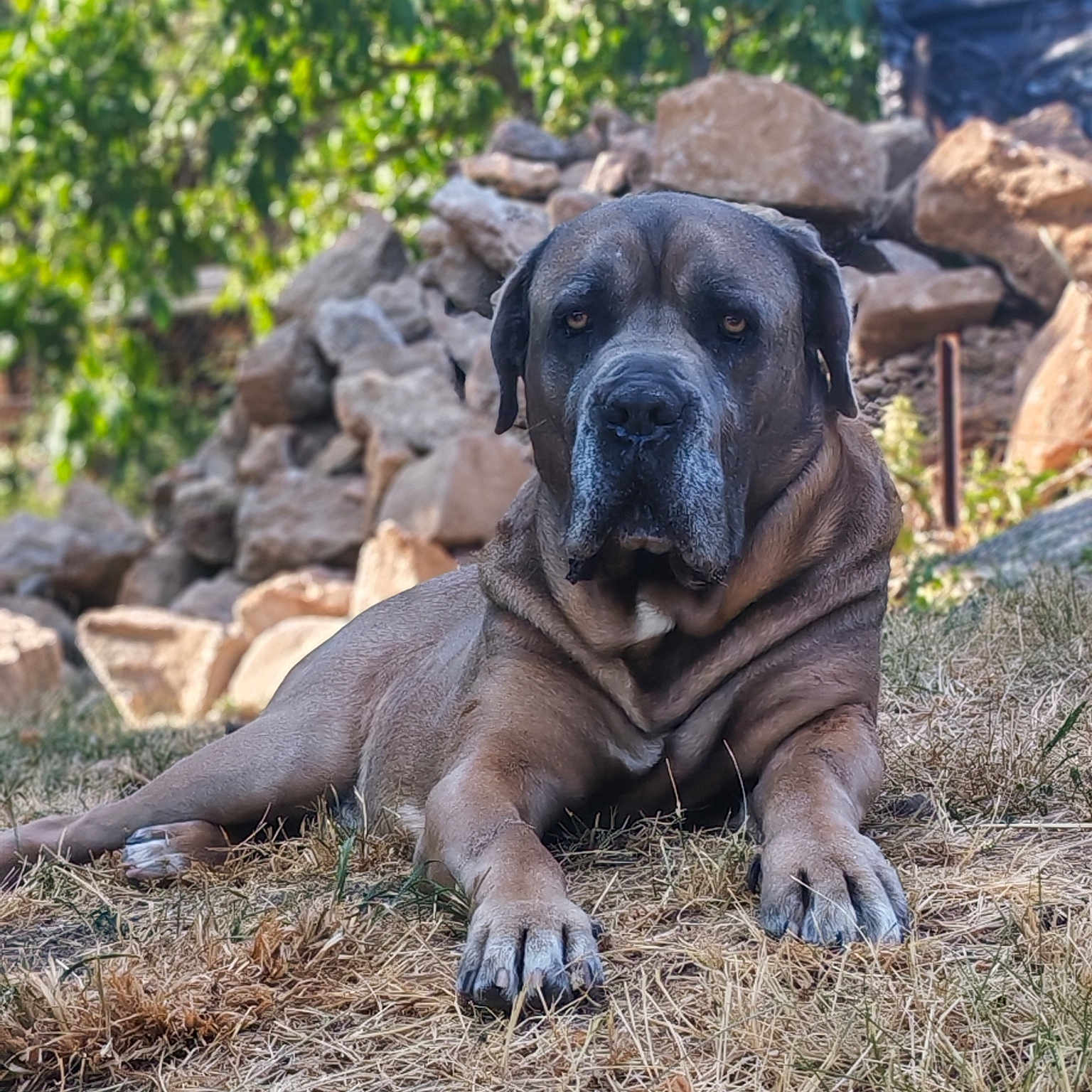 Nash