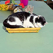 Punky a rejoint le concours — aidez-le/la à gagner de superbes lots ! animal, bamboo_basket, black_and_white, cat, chair, decor, fairy_figurine, flower, garden, green, nature, outdoor, peaceful, pet, potted_plant, relaxing, sleeping, sunlight, table, wood