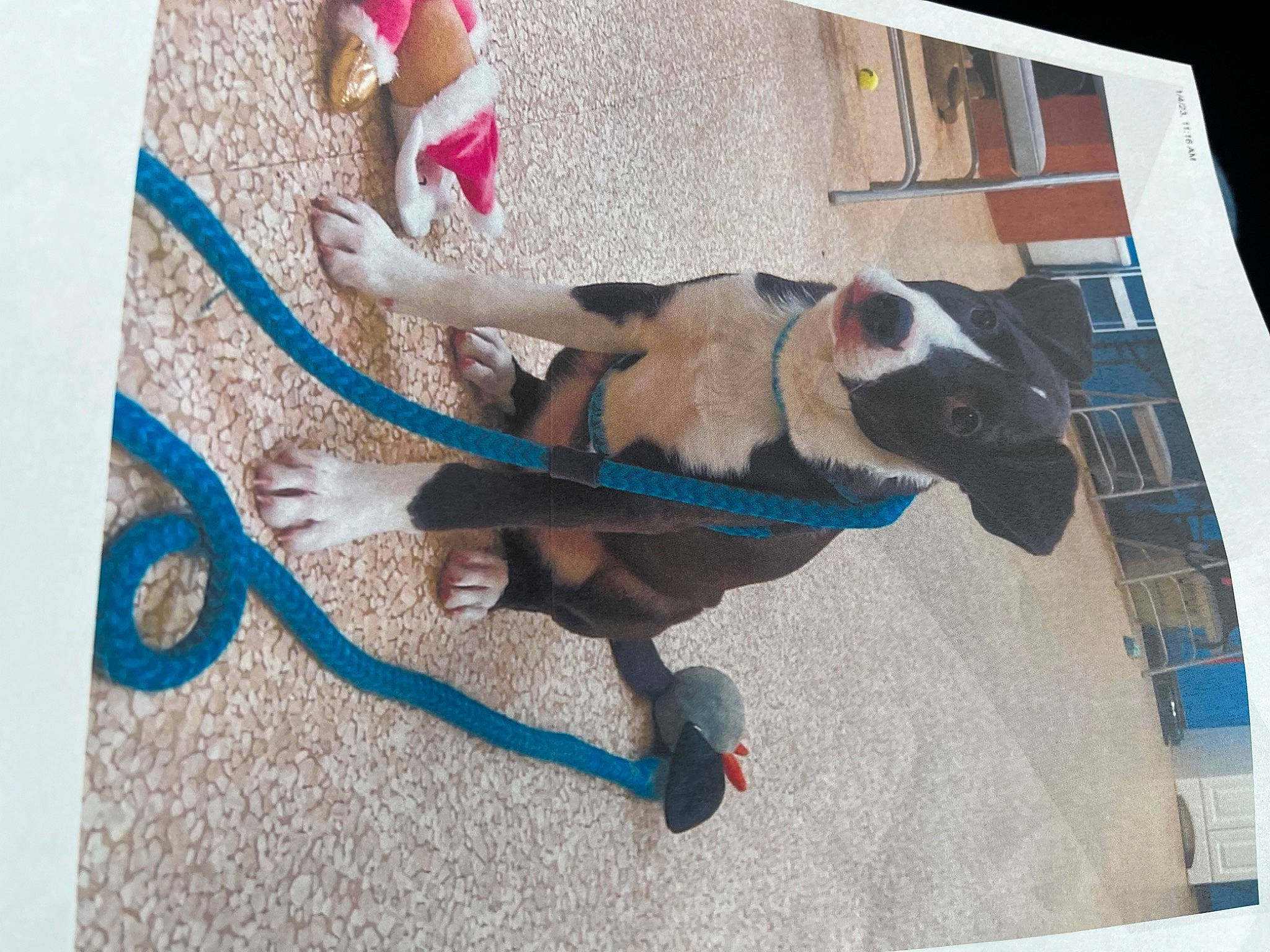 Peaches is registered to the contest to win money with this photo: art, canidae, carnivore, collar, companion_dog, dog_breed, dog_supply, electric_blue, fashion_accessory, fawn, fur, leash, pet_supply, rectangle, sporting_group, tail, toy, visual_arts, wood, working_animal