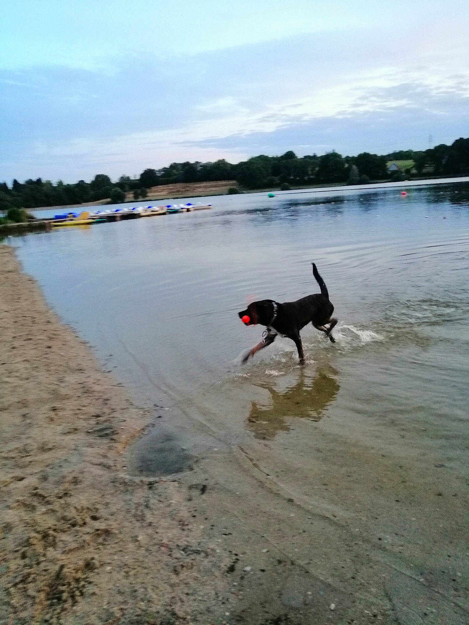 Skoolfyl a rejoint le concours — aidez-le/la à gagner de superbes lots ! bank, beach, canidae, carnivore, coast, dog, dog_breed, dog_walking, guard_dog, hunting_dog, lake, non_sporting_group, river, sporting_group, vacation, water_resources, working_dog