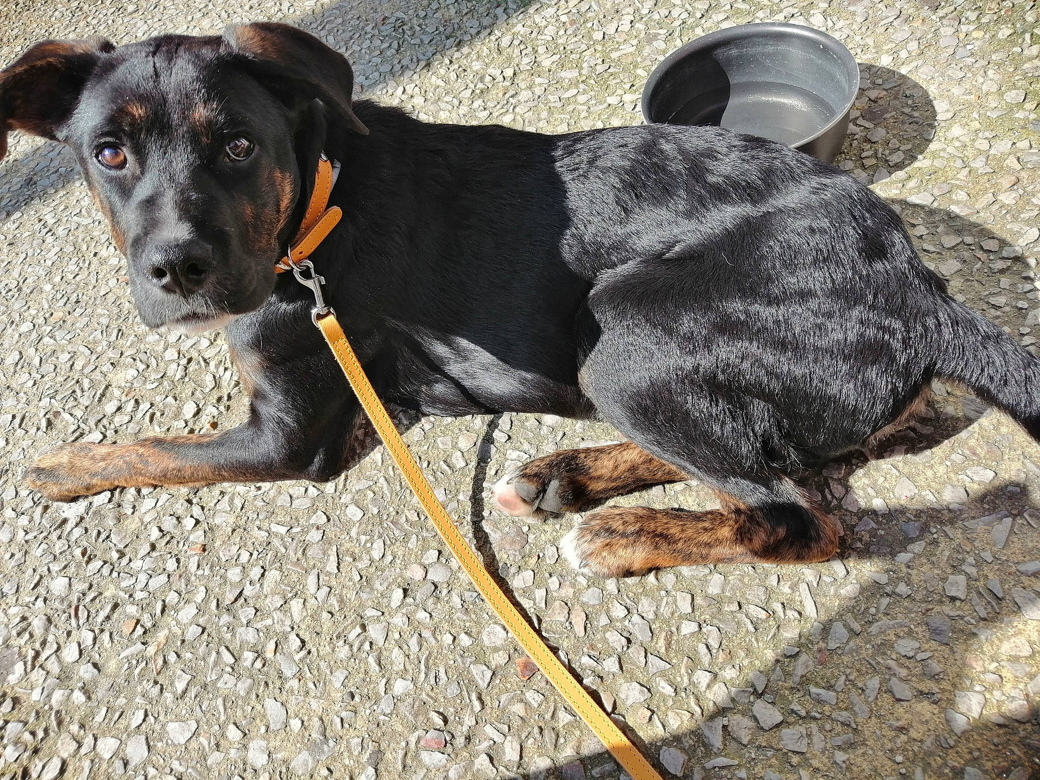 Skoolfyl participe au concours pour gagner de l'argent avec cette photo : canidae, carnivore, collar, dog, dog_breed, dog_collar, hunting_dog, leash, mammal, mountain_cur, snout, sporting_group, vertebrate