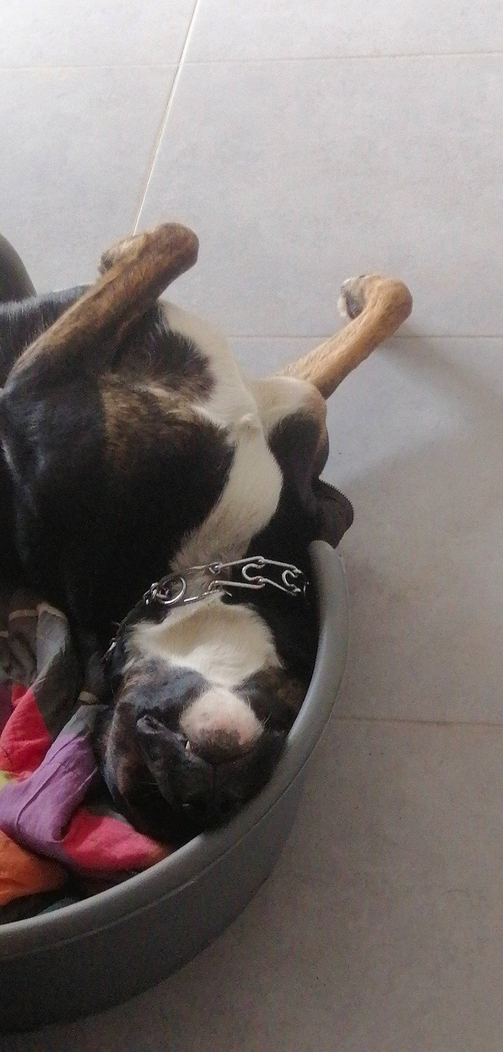 Skoolfyl a rejoint le concours — aidez-le/la à gagner de superbes lots ! american_pit_bull_terrier, american_staffordshire_terrier, boston_terrier, canidae, carnivore, companion_dog, dog, dog_breed, ear, fawn, french_bulldog, non_sporting_group, olde_english_bulldogge, pit_bull, snout