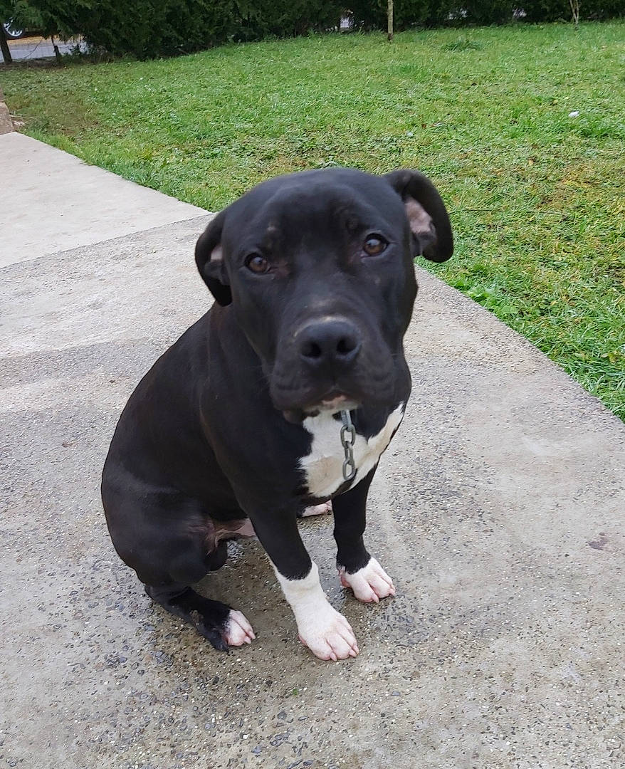 Paco participe au concours pour gagner de l'argent avec cette photo : american_pit_bull_terrier, bandog, borador, cane_corso, canidae, carnivore, companion_dog, dog, dog_breed, fawn, great_dane, guard_dog, labrador_retriever, mammal, non_sporting_group, rare_breed_dog, snout, sporting_group, tail, vertebrate