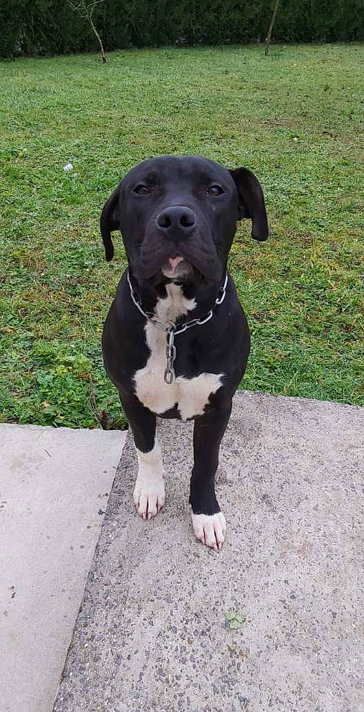 Paco participe au concours pour gagner de l'argent avec cette photo : american_bulldog, american_pit_bull_terrier, american_staffordshire_terrier, bandog, cane_corso, canidae, carnivore, dog, dog_breed, fawn, great_dane, mammal, molosser, non_sporting_group, pit_bull, rare_breed_dog, snout, sporting_group, staffordshire_bull_terrier, vertebrate