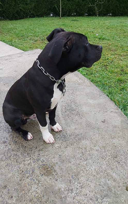 Paco participe au concours pour gagner de l'argent avec cette photo : american_pit_bull_terrier, american_staffordshire_terrier, bandog, canidae, carnivore, companion_dog, dog, dog_breed, fawn, mammal, non_sporting_group, pit_bull, rare_breed_dog, snout, sporting_group, staffordshire_bull_terrier, tail, terrier