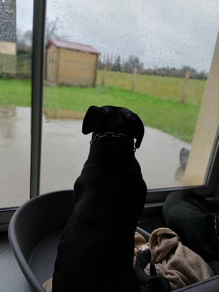 Paco a rejoint le concours — aidez-le/la à gagner de superbes lots ! canidae, carnivore, companion_dog, dog, dog_breed, great_dane, guard_dog, labrador_retriever, patterdale_terrier, puppy, snout, sporting_group, window