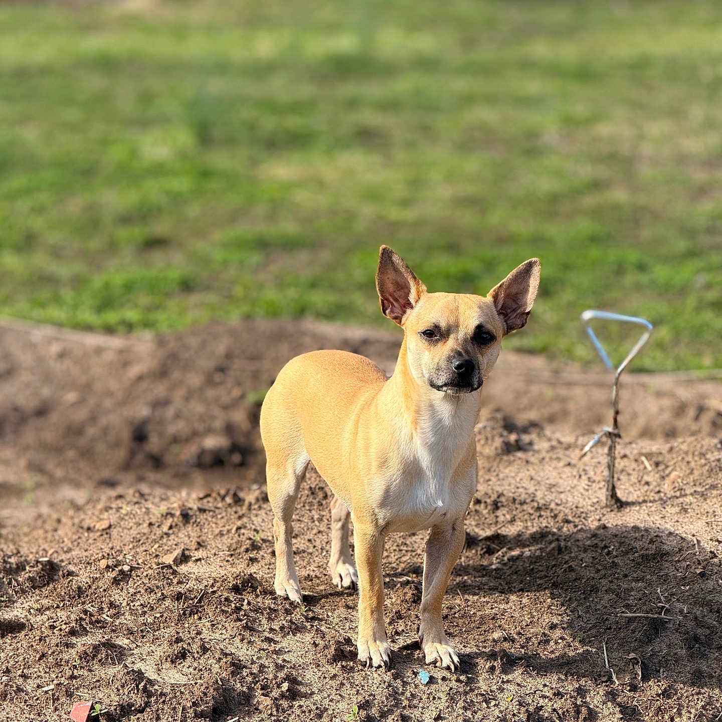 Taco joined the competition — help win amazing prizes! dog, small_dog, tan_dog, outdoor, garden, soil, dirt, grass, sunny, pet, animal, ears_up, alert, standing, daylight, nature, ground, tool, garden_tool, blurred_background