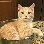Sage is registered to the contest to win money with this photo: cat, cream_colored, striped, pot, metal, kitchen_counter, granite_countertop, indoor, pet, feline, relaxed, looking_at_camera, curious, ears_up, whiskers, paw, domestic_animal, household, quiet, still_life