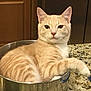 cat, cream_colored, striped, pot, metal, kitchen_counter, granite_countertop, indoor, pet, feline, relaxed, looking_at_camera, curious, ears_up, whiskers, paw, domestic_animal, household, quiet, still_life