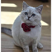 Chardonnay is registered to the contest to win money with this photo: animal, blue_eyes, calm, cat, closeup, collar, cute, domestic_cat, ears, feline, flower_collar, fur, indoor, looking, pet, portrait, sitting, whiskers, white_cat, wooden_floor