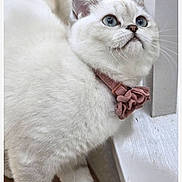 Chantelle is registered to the contest to win money with this photo: animal, blue_eyes, bow, cat, close_up, collar, curious, cute, domestic_cat, feline, fur, indoor, looking_up, pet, portrait, whiskers, white_cat, window, wooden_floor, young_cat