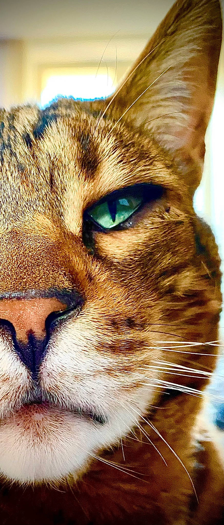 Supreme participe au concours pour gagner de l'argent avec cette photo : art, carnivore, cat, close_up, domestic_short_haired_cat, fang, fawn, felidae, fur, grass, iris, shout, small_to_medium_sized_cats, snout, terrestrial_animal, whiskers, wildlife