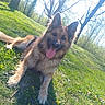 Tango a rejoint le concours — aidez-le/la à gagner de superbes lots ! dog, german_shepherd, long_hair, fluffy, lying_down, tongue_out, open_mouth, pointed_ears, brown_fur, black_mask, outdoor, grass, meadow, spring, wildflowers, trees, sunlight, park, pet, portrait