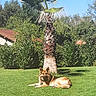 Tango participe au concours pour gagner de l'argent avec cette photo : dog, german_shepherd, pet, outdoor, garden, lawn, palm_tree, tropical, sunny, greenery, grass, lying_down, alert, animal, canine, backyard, landscape, blue_sky, rooftop, nature