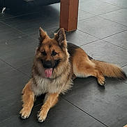 Tango participe au concours pour gagner de l'argent avec cette photo : dog, german_shepherd, pet, animal, fluffy, long_hair, black_and_tan, lying_down, tongue_out, pointed_ears, happy, indoor, tile_floor, living_room, sofa, wooden_post, patio, home, portrait, relaxed
