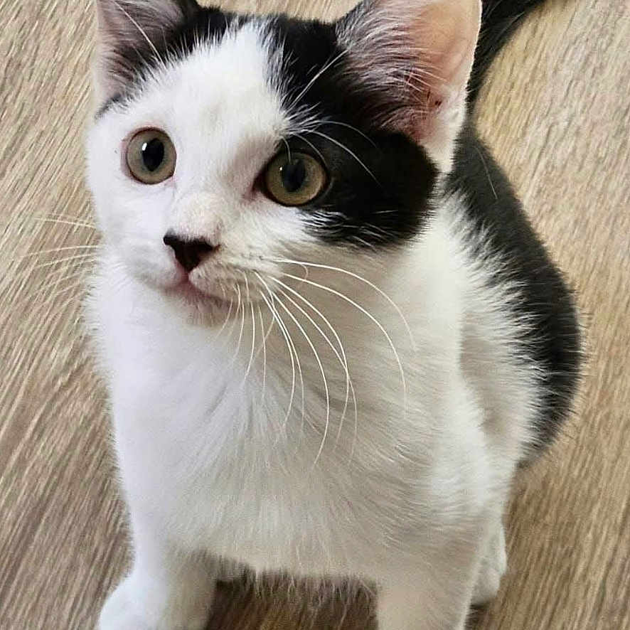 Kitty