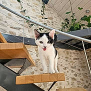 Kitty a rejoint le concours — aidez-le/la à gagner de superbes lots ! kitten, cat, black_and_white, animal, pet, portrait, standing, open_mouth, whiskers, ears, eyes, wooden_stairs, staircase, stone_wall, indoor, plants, railing, architecture, cute, photography