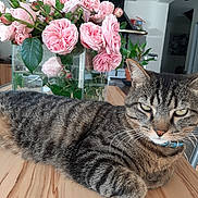 Tyson participe au concours pour gagner de l'argent avec cette photo : cat, tabby_cat, pet, animal, feline, whiskers, green_eyes, blue_collar, striped_fur, lounging, lying_down, wooden_table, bouquet, pink_roses, flowers, vase, indoor, home, closeup, portrait