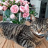 cat, tabby_cat, pet, animal, feline, whiskers, green_eyes, blue_collar, striped_fur, lounging, lying_down, wooden_table, bouquet, pink_roses, flowers, vase, indoor, home, closeup, portrait