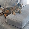 cat, tabby_cat, pet, animal, feline, whiskers, green_eyes, striped_fur, long_hair, lounging, sitting, paws, tail, portrait, indoors, living_room, armchair, cushion, furniture, relaxed