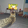 cat, tabby_cat, pet, animal, indoors, living_room, television, screen, video_game, dog_on_screen, watching, sitting, blue_collar, striped_fur, back_view, domestic_animal, carpet, furniture, electronics, toys