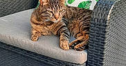 Tyson participe au concours pour gagner de l'argent avec cette photo : cat, tabby_cat, pet, animal, feline,  lounging, chair, armchair, wicker_furniture, patio, outdoor, cushion, tropical_leaves, plants, relaxed, sleepy, whiskers, striped_fur, brown_fur, portrait